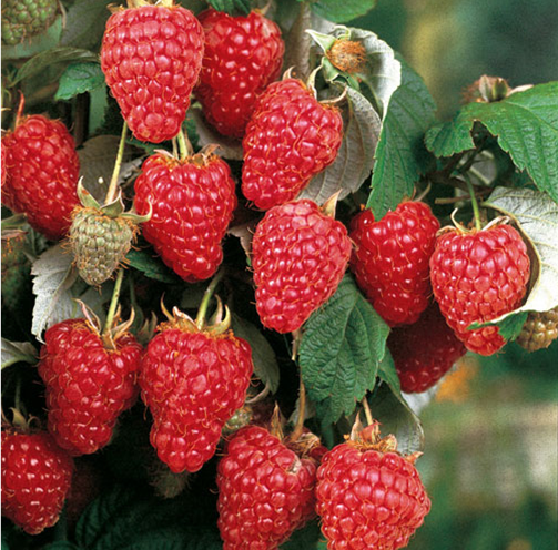 HERITAGE RASPBERRY - 10 canes
