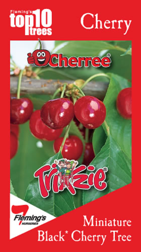 PRE ORDER - CHERRY TRIXZIE BLACK CHERREE - BARE ROOTED