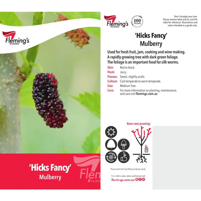 PRE ORDER -MULBERRY HICKS FANCY - BARE ROOTED