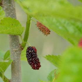 Fruit Trees Category