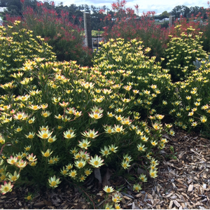 LEUCADENDRON HARVEST