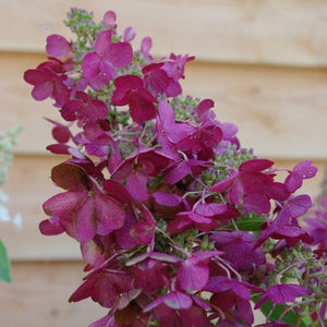 HYDRANGEA CANDLELIGHT 200MM