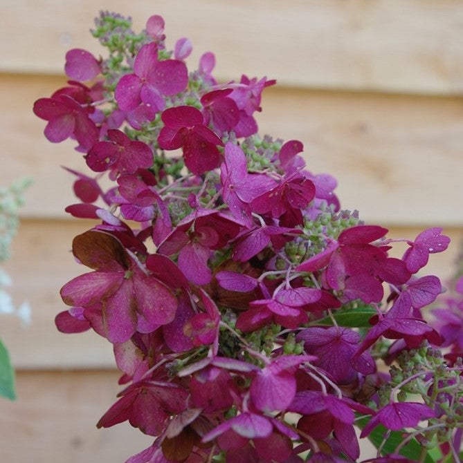 HYDRANGEA CANDLELIGHT 200MM