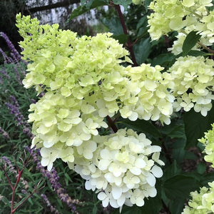 HYDRANGEA CANDLELIGHT 200MM