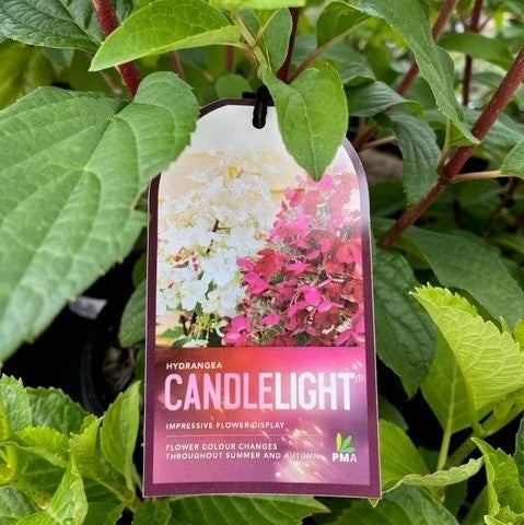 HYDRANGEA CANDLELIGHT 200MM
