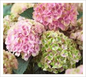 HYDRANGEA MAGICAL REVOLUTION