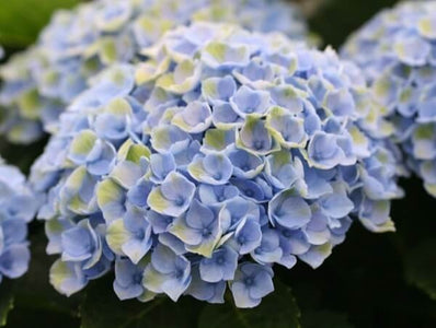 HYDRANGEA MAGICAL REVOLUTION