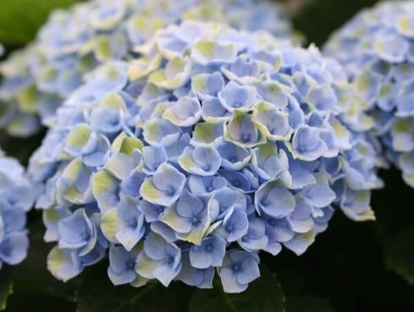 HYDRANGEA MAGICAL REVOLUTION