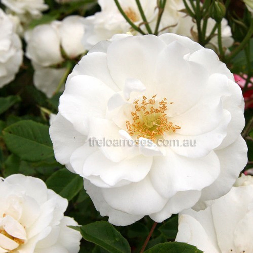 PRE ORDER - CLIMBING ICEBERG - Bare Rooted