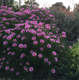Flowering Plants