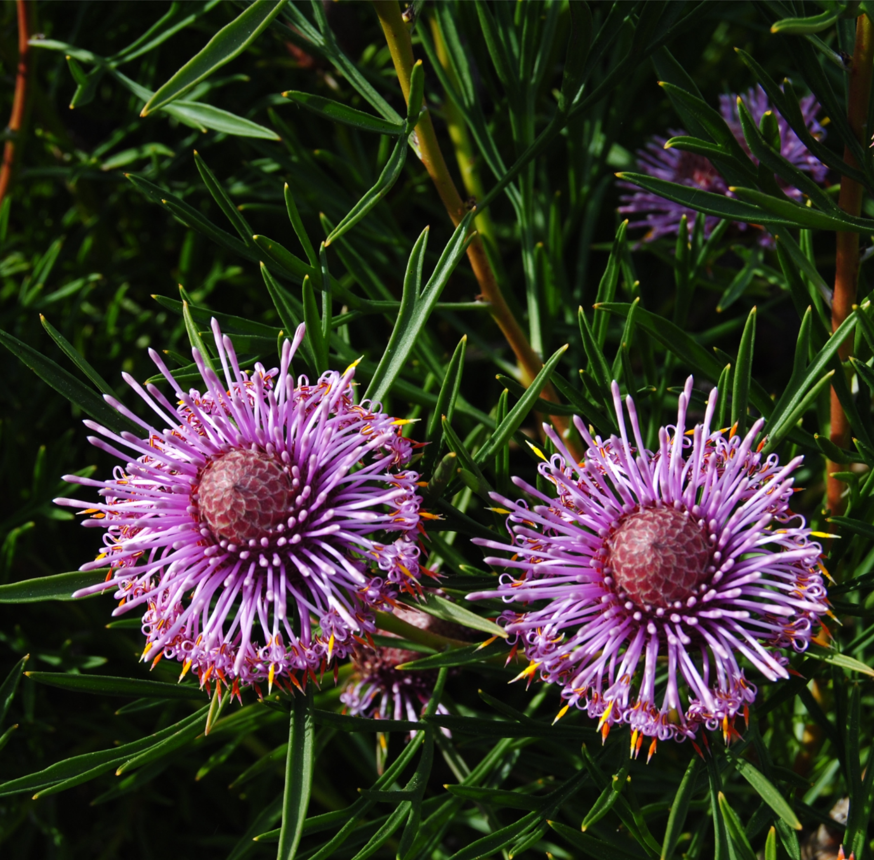 Flowering Plants