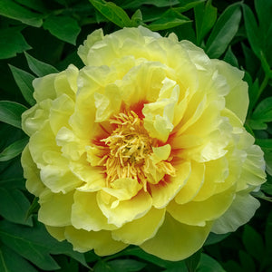 ITOH PAEONY ROSE