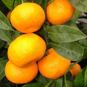 MANDARIN JAPANESE SEEDLESS 20CM