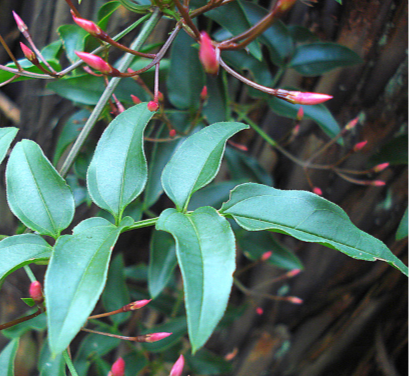 JASMINE POLYANTHUM