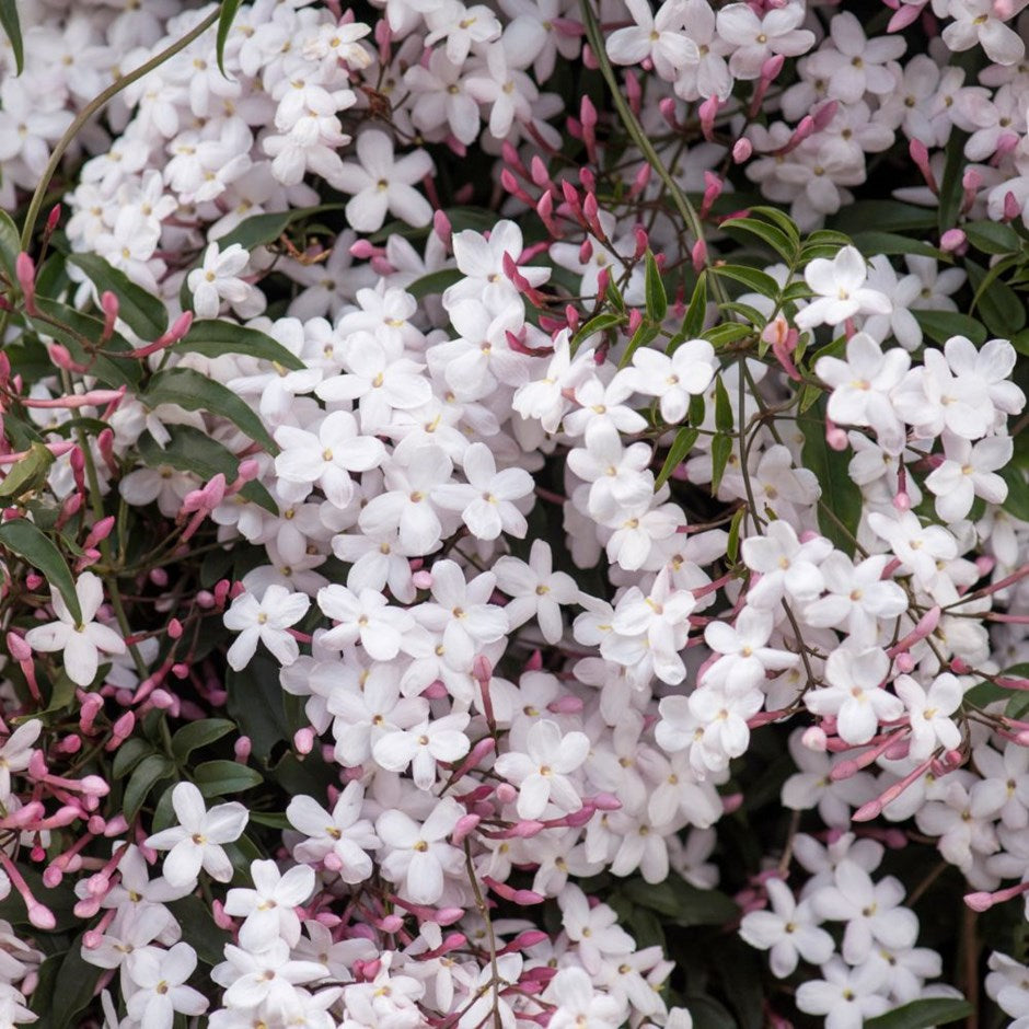 JASMINE POLYANTHUM