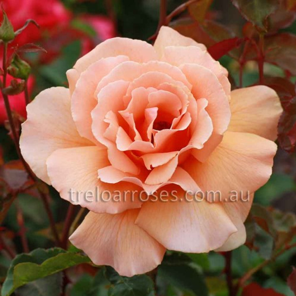 PRE ORDER - JUST JOEY - Bare Rooted