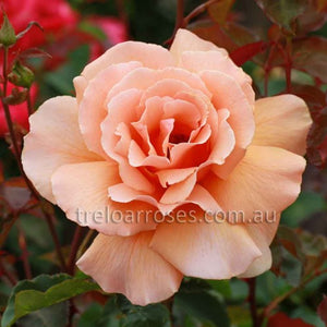 PRE ORDER - JUST JOEY - Bare Rooted