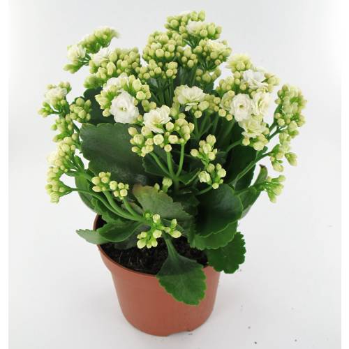 KALANCHOE