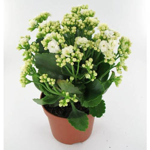 KALANCHOE ASSORTED COLOURS 130mm