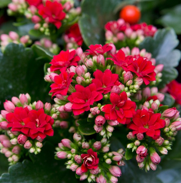 KALANCHOE