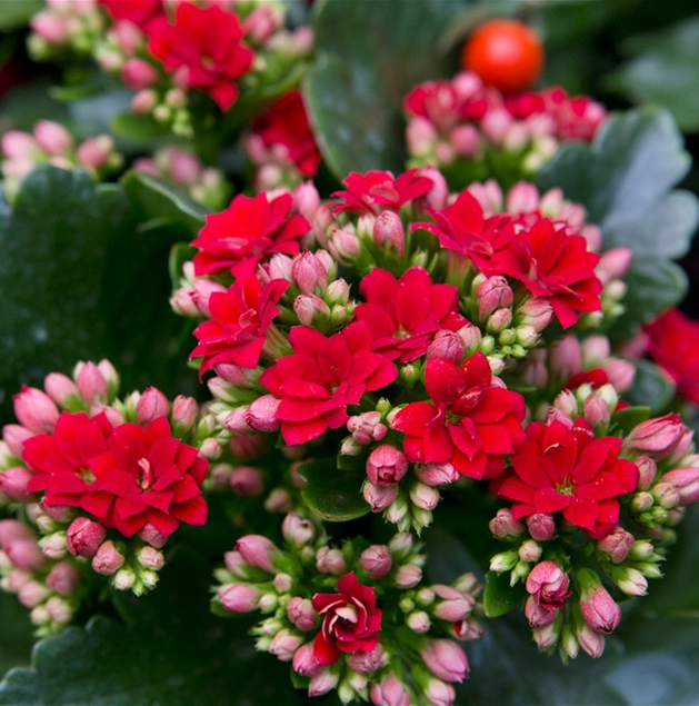 KALANCHOE ASSORTED COLOURS 130mm