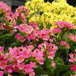 KALANCHOE ASSORTED COLOURS 130mm