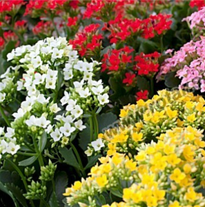 KALANCHOE ASSORTED COLOURS 130mm