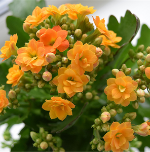 KALANCHOE ASSORTED COLOURS 130mm