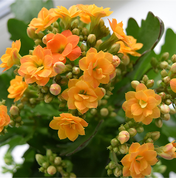 KALANCHOE ASSORTED COLOURS 130mm