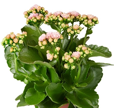 KALANCHOE