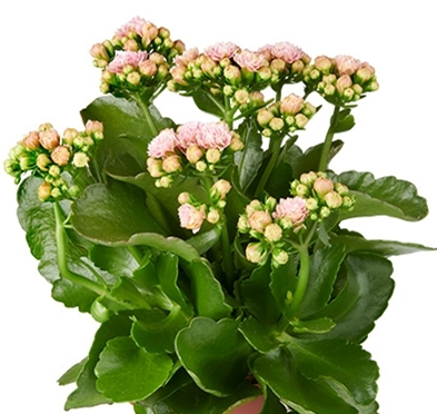 KALANCHOE ASSORTED COLOURS 130mm