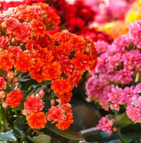 KALANCHOE ASSORTED COLOURS 130mm