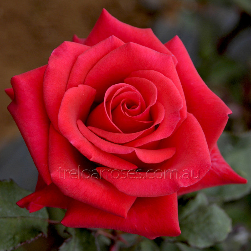 Roses