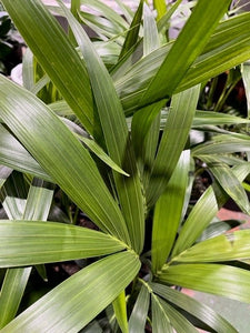 KENTIA PALM 200MM