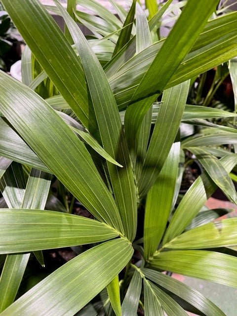 KENTIA PALM 200MM