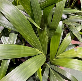 House Plants