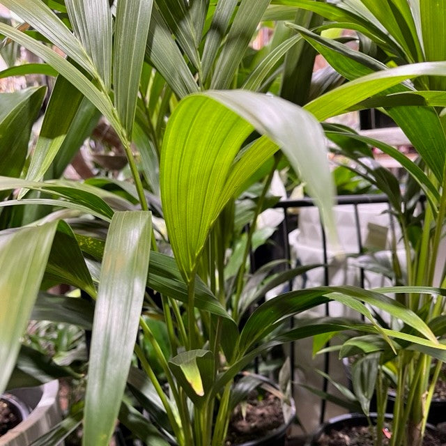 KENTIA PALM 200MM
