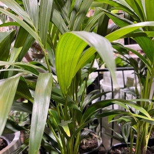 KENTIA PALM 140MM