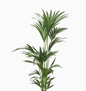 KENTIA PALM 140MM