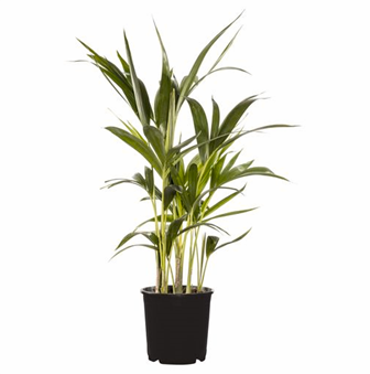 KENTIA PALM 200MM