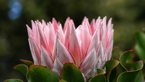 KING PINK PROTEA