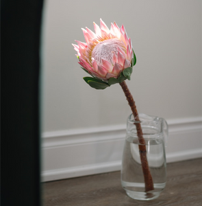 KING PINK PROTEA