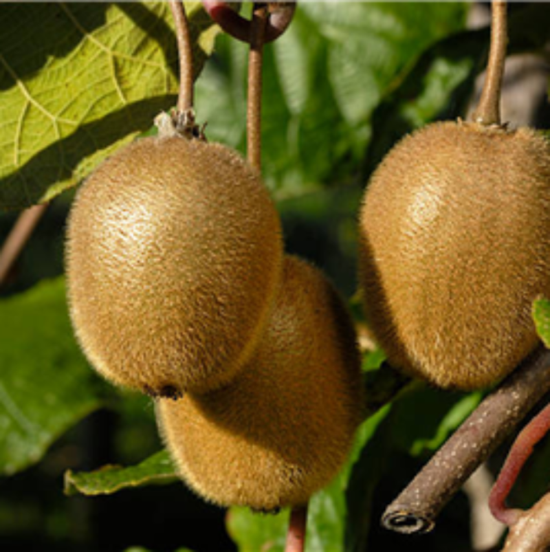 KIWI FRUIT MALE 2LT / 140MM