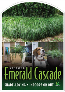 LIRIOPE EMERALD CASCADE