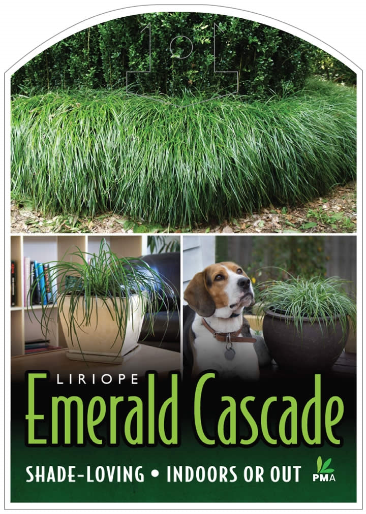 LIRIOPE EMERALD CASCADE