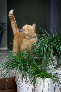 LIRIOPE EMERALD CASCADE