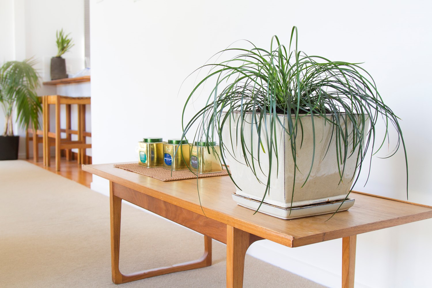 LIRIOPE EMERALD CASCADE