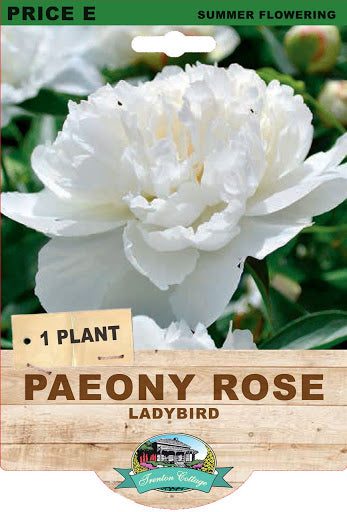 PAEONY ROSE LADYBIRD