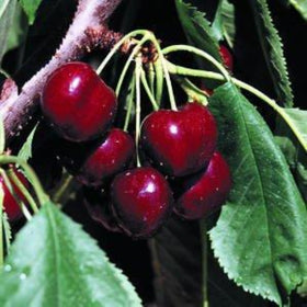 Fruit Trees Category