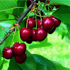 Cherries